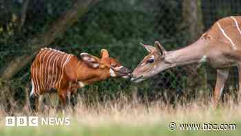 Zoo welcomes 'feisty' mountain bongo calf