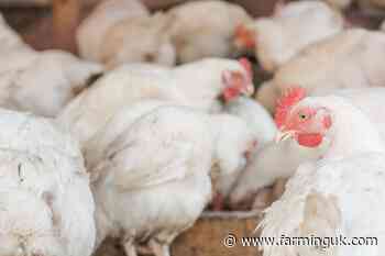 &#39;Bullish&#39; outlook for global poultry markets as consumption grows