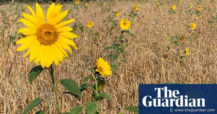 Country diary: Field names bring tales of history and change to life | Kate Blincoe