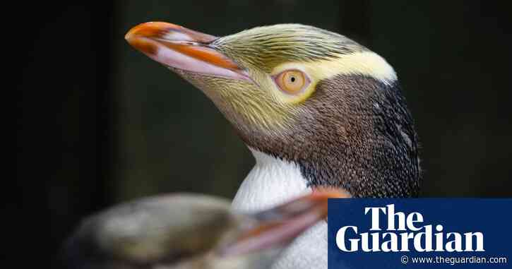 Rare smelly penguin wins New Zealand bird of the year contest