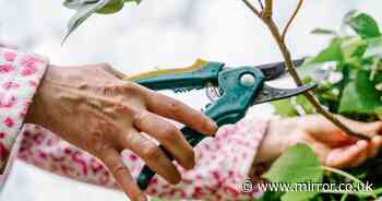 Garden plant you must prune this week to avoid diseases spreading