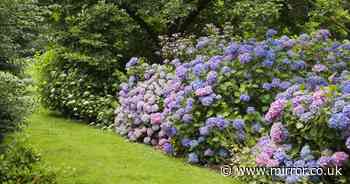 Revive your 'sad' hydrangeas with this quick 15-second watering trick