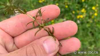 Boaters reminded to clean, drain and dry watercrafts after invasive plant found for 1st time in Ontario