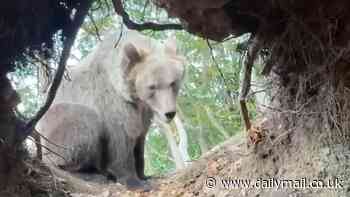 Influencer films himself inside a bear's den... before the enormous beast returns home in 'edge of life' moment