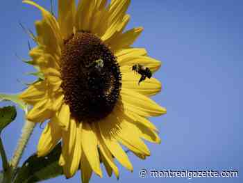 Montreal weather: Summer's last blast