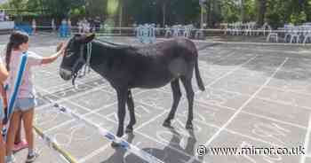 People in Benidorm flock to watch donkey pooing in Spain's 'most bizarre tradition'