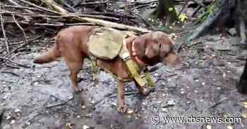 How dogs wearing backpacks are helping to rewild an English woodland