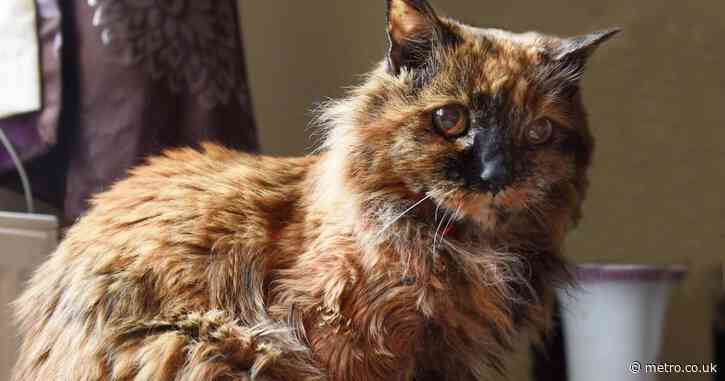 Rosie ‘the oldest cat in the world’ dies aged 33