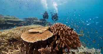 Australiens Great Barrier Reef: Wie Urlauber sich am Erhalt des Riffs beteiligen können