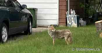 Call to remove coyotes from Edmonton neighbourhood because of safety concerns