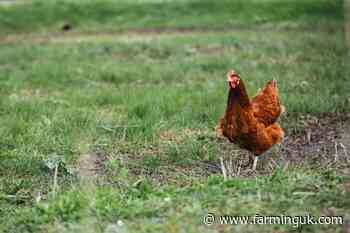 Bird keepers have two weeks left to sign up to mandatory register