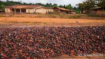 Ghana verliest een derde van cacao-export aan smokkelaars