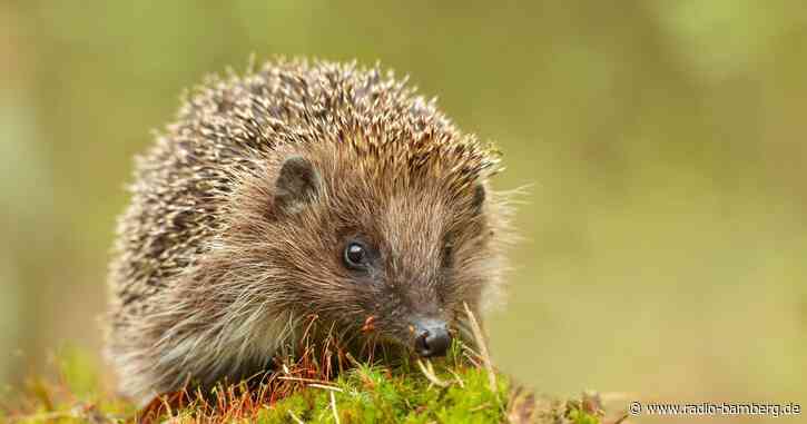 Igel in Bayern