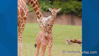 Fort Worth Zoo welcomes new baby giraffe