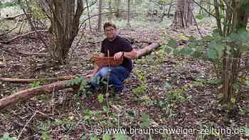 Passend zum Herbst – Wie jeder in Peine dicke Pilze findet