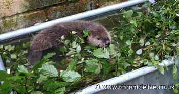 'Nature needs beavers' - North East wildlife expert fears reintroduction of beavers has stalled