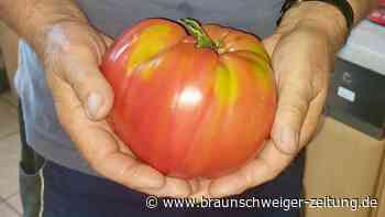 In Klein Lafferde wachsen die ganz großen Tomaten