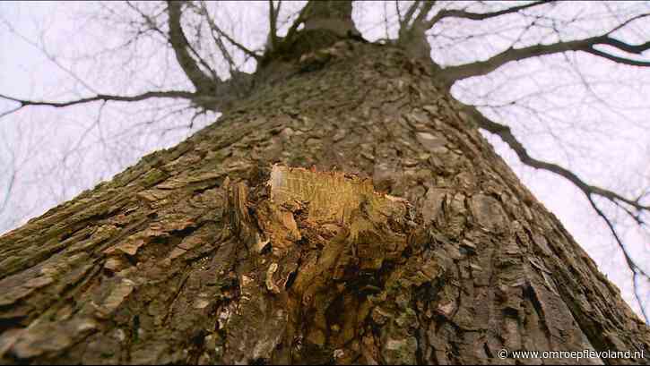 Almere - Almere kapt 99 'gevaarlijke' iepen, 120 nieuwe bomen geplant