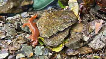 What it’s like to search for this rare, reclusive salamander