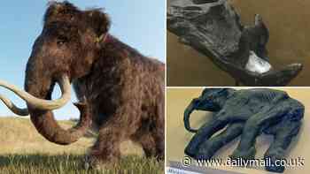 Is this how the woolly mammoth went extinct? Ancient beasts suffered from HAY FEVER, bizarre study claims