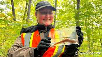 The race is on to save Quebec's elusive, rare spring salamander