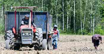 Quebec court authorizes temporary foreign worker class action on closed permits