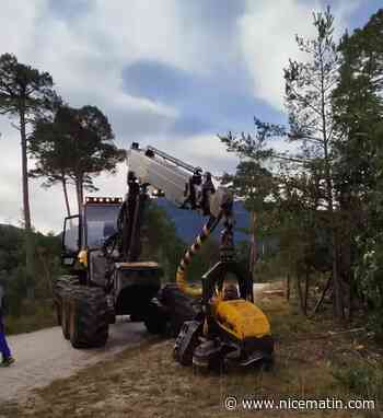 Parc solaire à Séranon: l’abattage des arbres a repris ce lundi, les défenseurs de l'environnement en colère