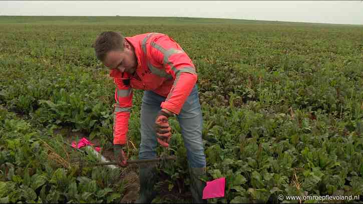 Almere - Archeoloog zeer enthousiast over vervolgonderzoek naar kerkdak in Almeerse bodem