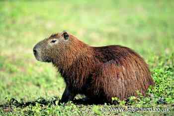 Zoo pleads with public for help finding escaped capybara