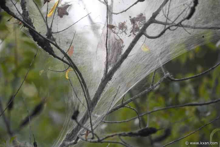 SEE IT: Tiny bugs making giant webs in trees and shrubs