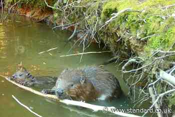 Beavers born in Hampshire for first time in 400 years