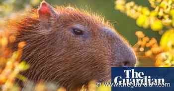 Shropshire zoo seeks runaway ‘beloved’ capybara