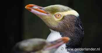 Bedreigde en schuwe hoiho-pinguïn volgt pūteketeke op als Nieuw-Zeelands Vogel van het Jaar