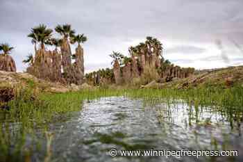 Arizona tribe fights to stop lithium drilling on culturally significant lands