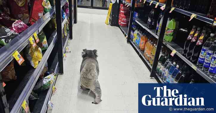 Teenage male koala escorted from supermarket in Australia – video