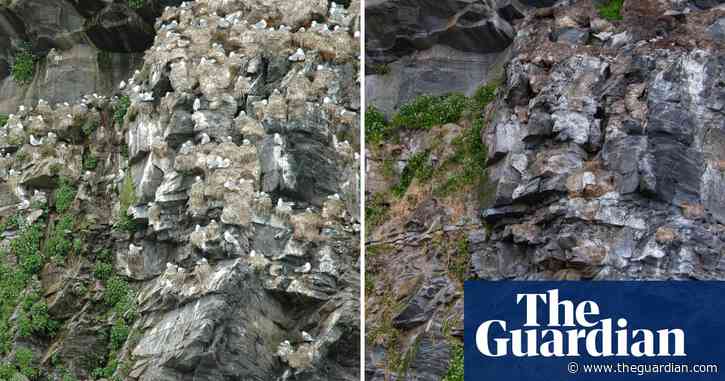 Stark before and after photographs reveal sharp decline of Norway’s seabirds