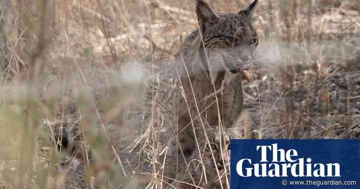 Country diary: Spotting a lynx requires patience or profound luck | Mark Cocker