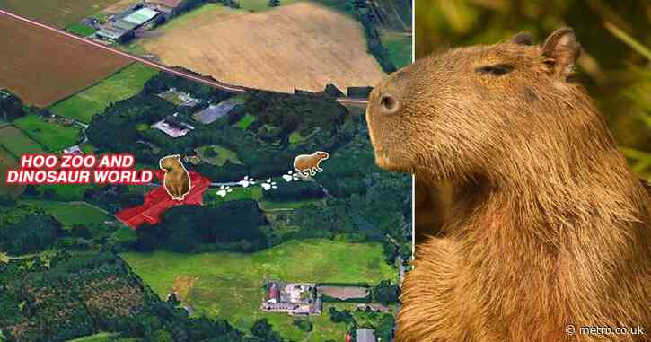 Capybara called Cinnamon is on the loose after escaping a zoo in Telford