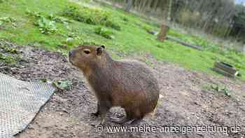 Capybara in England entlaufen - Zoo bittet um Hilfe