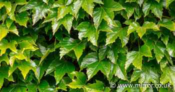 Eliminate aggressive ivy in just two days using simple two-ingredient method