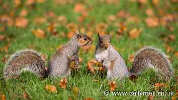 That's nuts! GWR is forced to axe train service after two squirrels boarded and started terrorising passengers