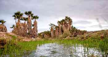 Arizona tribe fights to stop lithium drilling on culturally significant lands