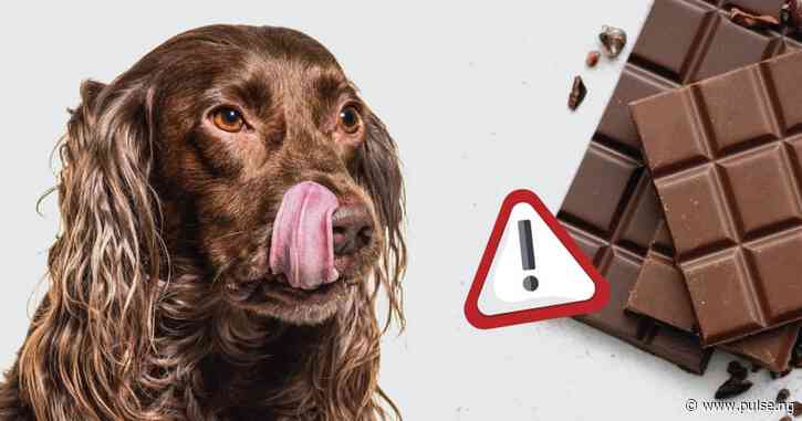 Here’s why dogs can’t eat chocolate