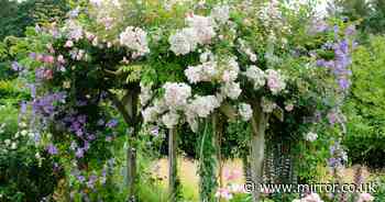 Gardeners urged to prune roses very soon otherwise there will be 'very few flowers'