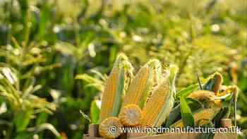 Maize among crops ‘well adapted’ to climate change, researchers find