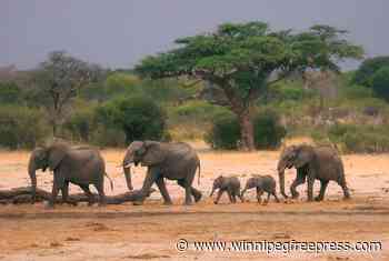 Zimbabwe and Namibia will kill scores of elephants to feed people facing drought