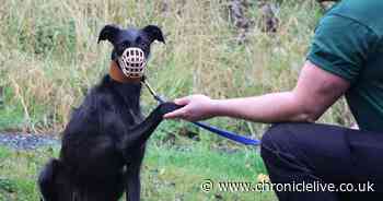 Meet the dogs struggling to find homes as charity says muzzle trained pets spend longer in kennels