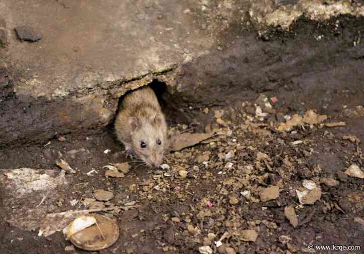 Do you live in one of the most ‘rodent-infested’ cities in the US?