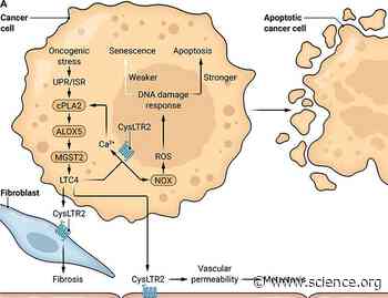 The role of signaling pathways mediated by the GPCRs CysLTR1/2 in melanocyte proliferation and senescence | Science Signaling