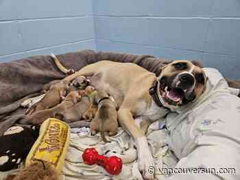 Pit bull mix gives birth to pile of puppies at B.C. SPCA animal centre